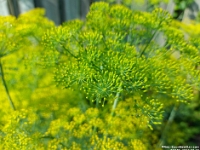 66346CrLeUsm - Dill in our back garden   Each New Day A Miracle  [  Understanding the Bible   |   Poetry   |   Story  ]- by Pete Rhebergen